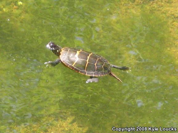 Eastern Painted Turtle (Chrysemys picta picta)