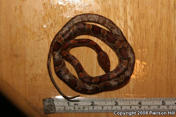 Corn Snake (Pantherophis guttatus guttatus)