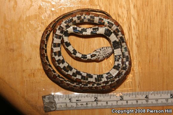 Corn Snake (Pantherophis guttatus guttatus)