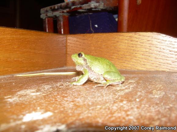 Cope's Gray Treefrog (Hyla chrysoscelis)