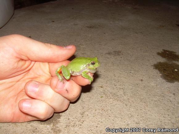 Cope's Gray Treefrog (Hyla chrysoscelis)