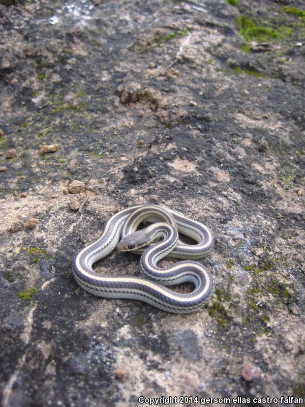 Baird's Patch-nosed Snake (Salvadora bairdi)