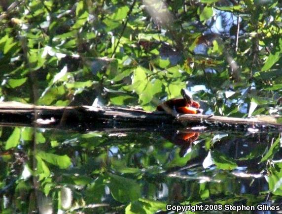 Eastern Painted Turtle (Chrysemys picta picta)