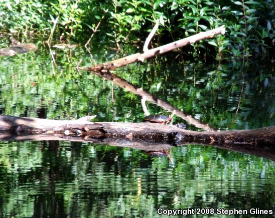 Eastern Painted Turtle (Chrysemys picta picta)