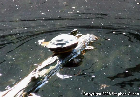 Eastern Painted Turtle (Chrysemys picta picta)