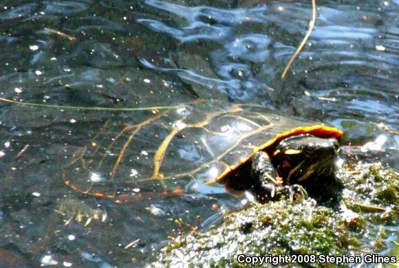 Eastern Painted Turtle (Chrysemys picta picta)