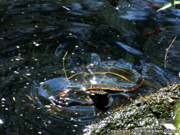 Eastern Painted Turtle (Chrysemys picta picta)