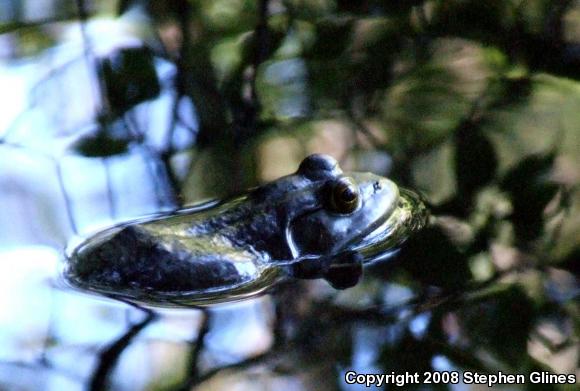 American Bullfrog (Lithobates catesbeianus)