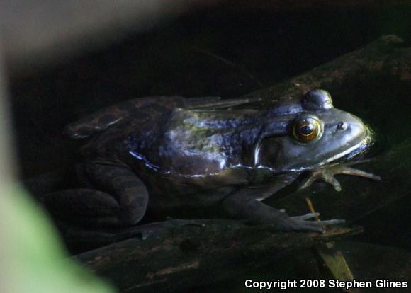 American Bullfrog (Lithobates catesbeianus)