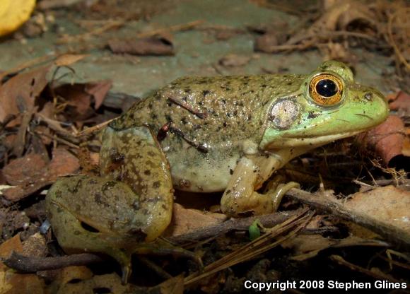 American Bullfrog (Lithobates catesbeianus)