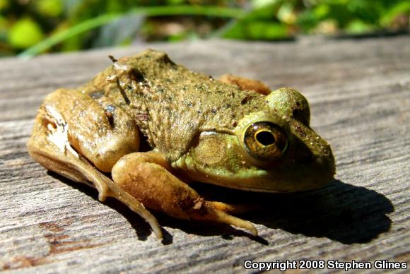 American Bullfrog (Lithobates catesbeianus)