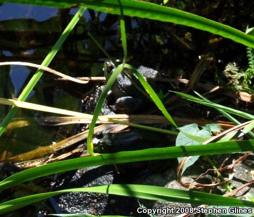 American Bullfrog (Lithobates catesbeianus)