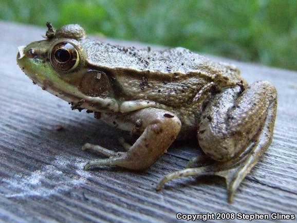 Northern Green Frog (Lithobates clamitans melanota)