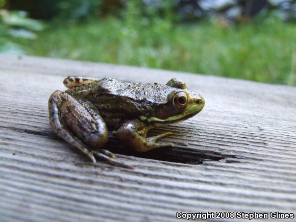 Northern Green Frog (Lithobates clamitans melanota)