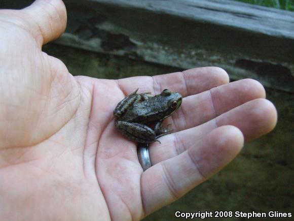 Northern Green Frog (Lithobates clamitans melanota)