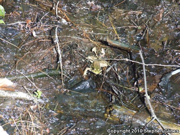 Northern Green Frog (Lithobates clamitans melanota)