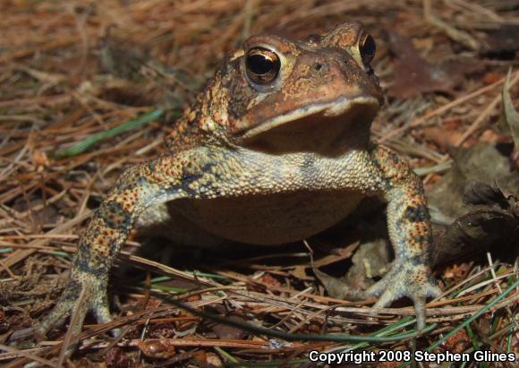 Eastern American Toad (Anaxyrus americanus americanus)