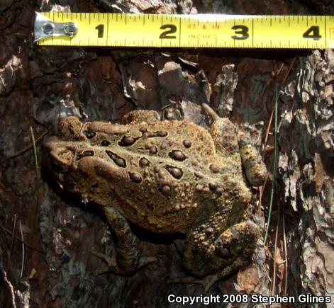 Eastern American Toad (Anaxyrus americanus americanus)