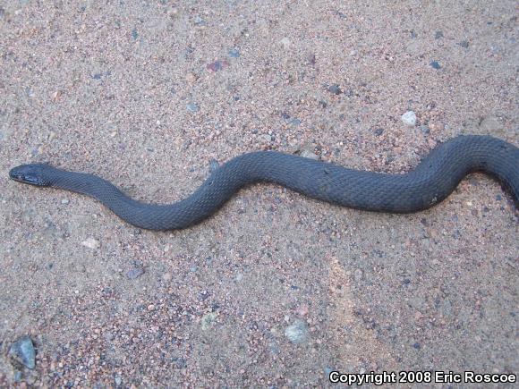 Northern Watersnake (Nerodia sipedon sipedon)