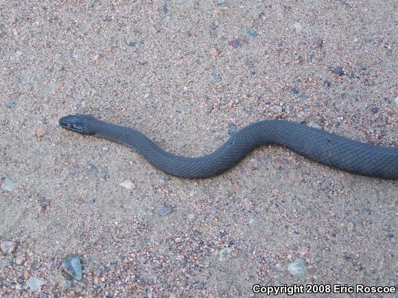 Northern Watersnake (Nerodia sipedon sipedon)