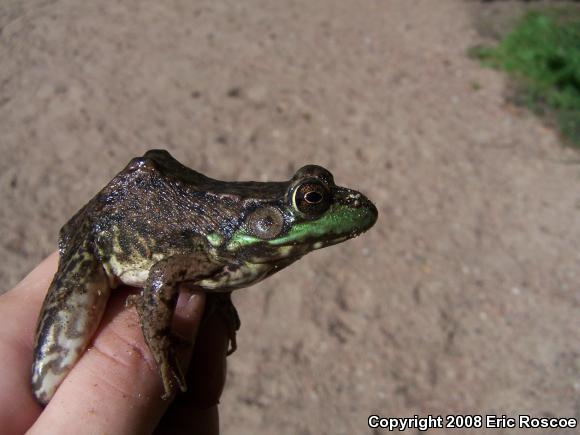 Northern Green Frog (Lithobates clamitans melanota)