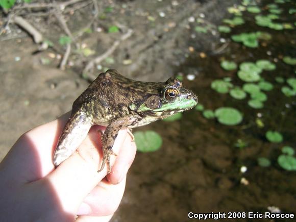 Northern Green Frog (Lithobates clamitans melanota)