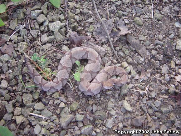 Osage Copperhead (Agkistrodon contortrix phaeogaster)