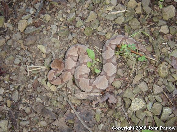 Osage Copperhead (Agkistrodon contortrix phaeogaster)