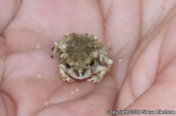 Couch's Spadefoot (Scaphiopus couchii)