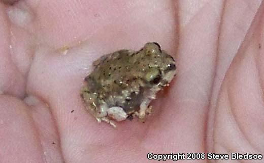 Couch's Spadefoot (Scaphiopus couchii)