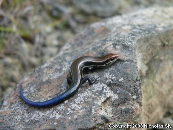 Northern Coal Skink (Plestiodon anthracinus anthracinus)