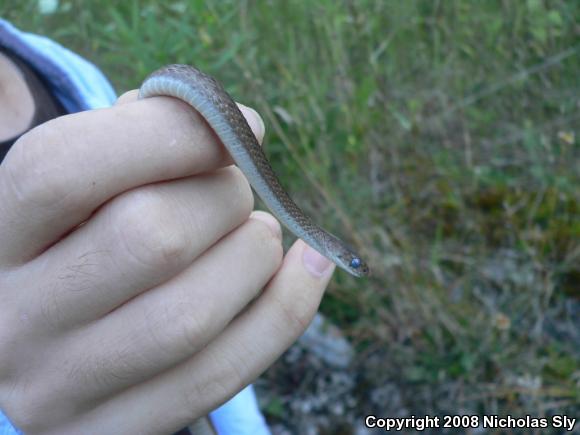 Northern Brownsnake (Storeria dekayi dekayi)