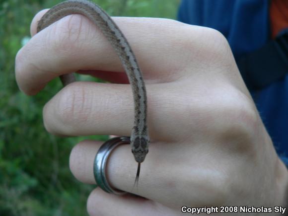 Northern Brownsnake (Storeria dekayi dekayi)