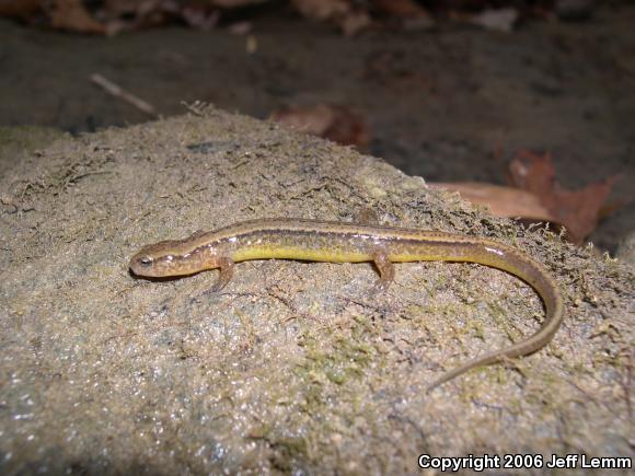 Southern Two-lined Salamander (Eurycea cirrigera)