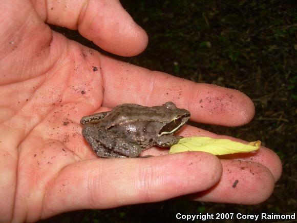 Wood Frog (Lithobates sylvaticus)