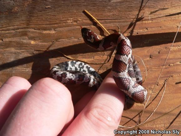 Milksnake (Lampropeltis triangulum)