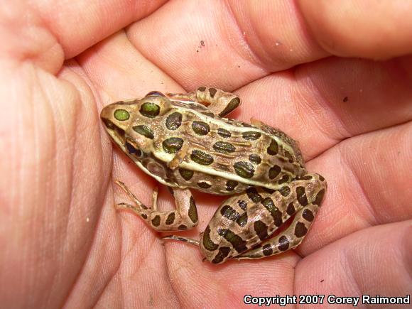 Northern Leopard Frog (Lithobates pipiens)