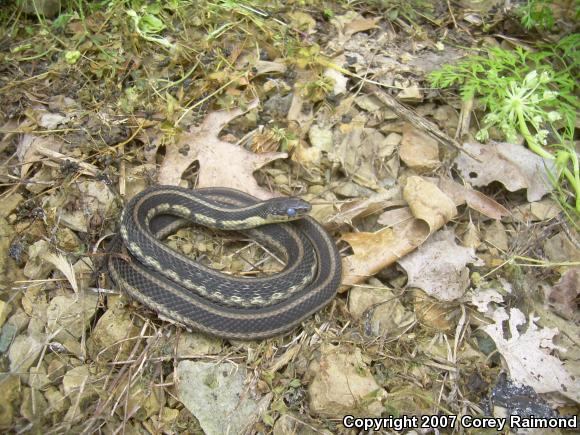 Chicago Gartersnake (Thamnophis sirtalis semifasciatus)