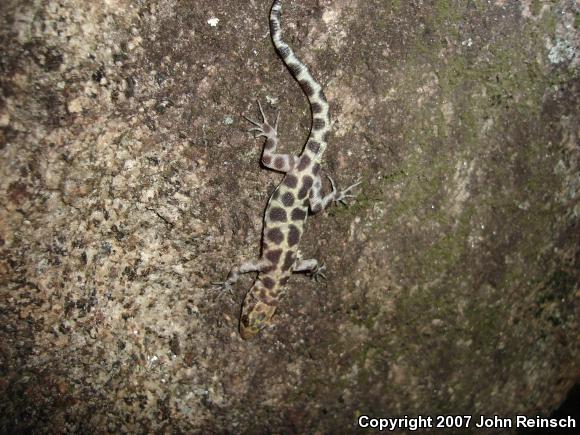 Granite Night Lizard (Xantusia henshawi)