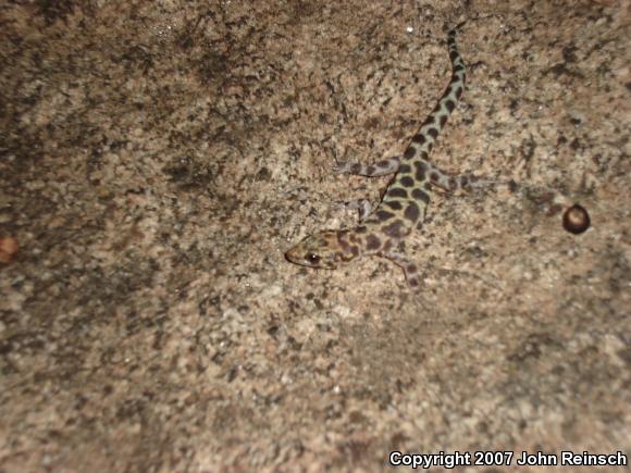 Granite Night Lizard (Xantusia henshawi)