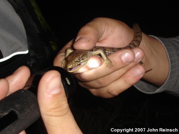 San Diego Alligator Lizard (Elgaria multicarinata webbii)