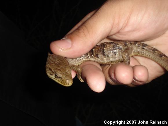 San Diego Alligator Lizard (Elgaria multicarinata webbii)