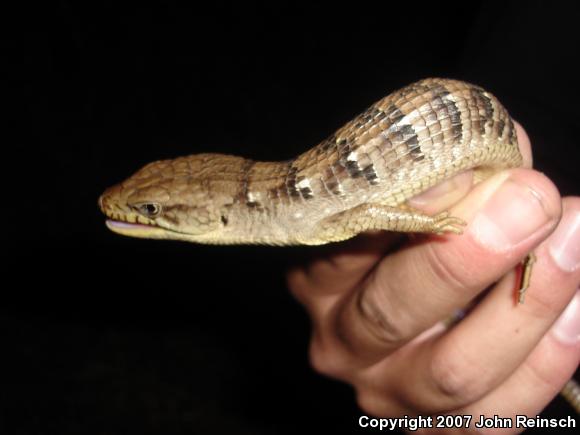 San Diego Alligator Lizard (Elgaria multicarinata webbii)