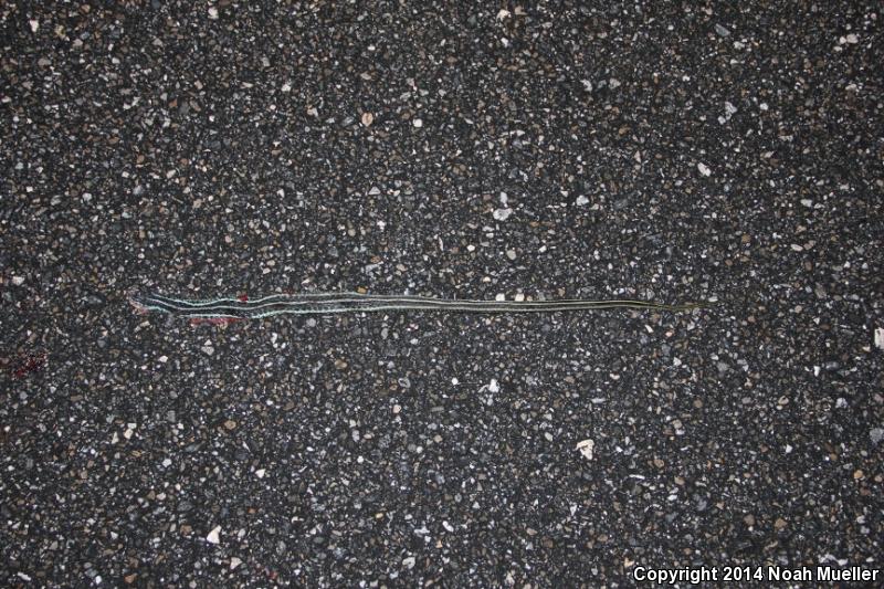 Blue-striped Gartersnake (Thamnophis sirtalis similis)