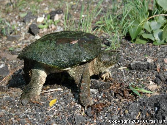 Eastern Snapping Turtle (Chelydra serpentina serpentina)