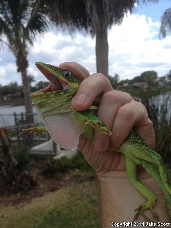 Western Knight Anole (Anolis equestris equestris)