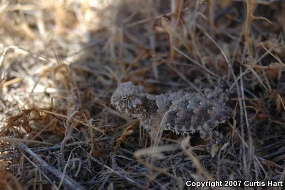 Blainville's Horned Lizard (Phrynosoma blainvillii)