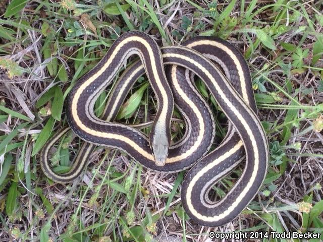 Texas Patch-nosed Snake (Salvadora grahamiae lineata)