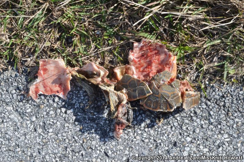 Florida Chicken Turtle (Deirochelys reticularia chrysea)