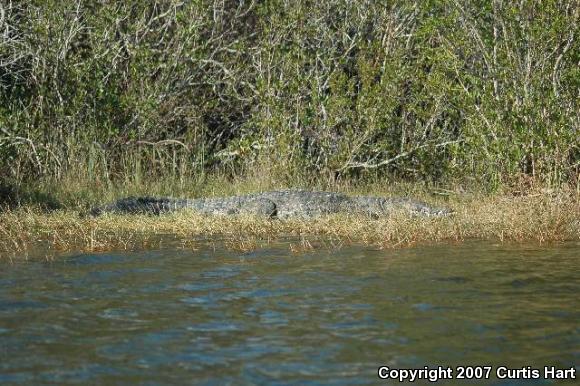 American Crocodile (Crocodylus acutus)